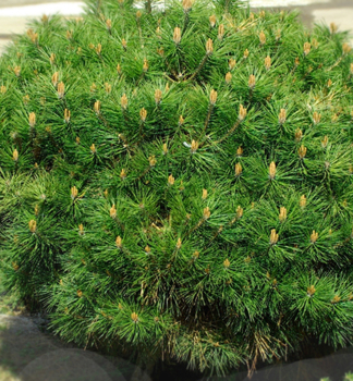 Schwarzkiefer 'BREPO' 30-40 cm, Cont. 8 l