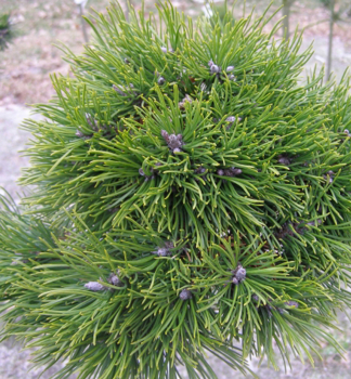 Obrzok (7)