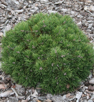 Obrzok (9)