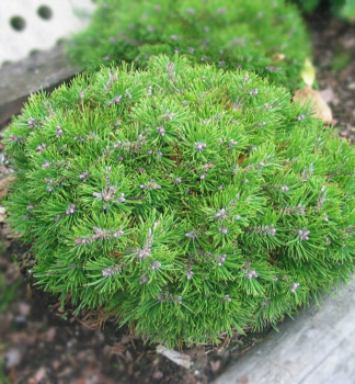 Obrzok (4)