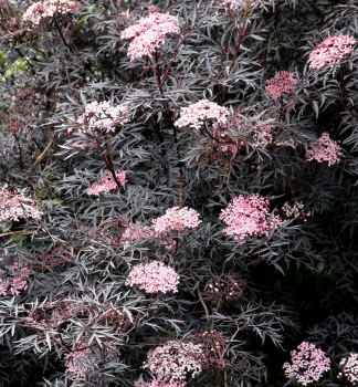 Schwarzer Holunder �BLACK BEAUTY�� 20-30 cm, Cont. 2 l