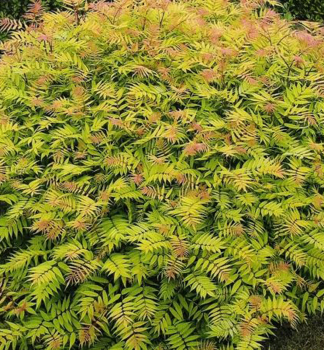 Fiederspiere �SEM�� 20-30 cm, Cont. 2,5 l