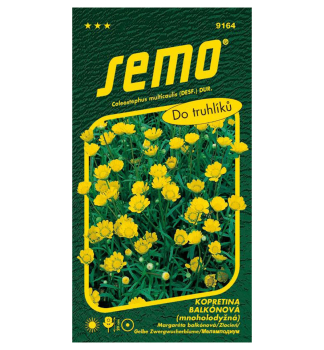 Samen -MARGERITE �ZLATOVL�SKA�