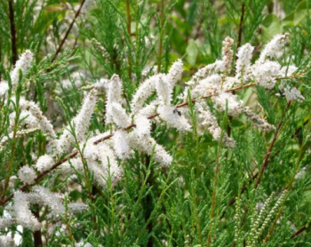 Obrzok (1)