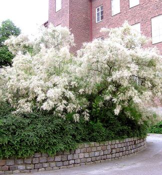 Tamariske HULSDONK WHITE 60-70 cm, Cont. 3,5 l