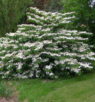 Japanischer Schneeball MARIESII 40-50 cm, Cont. 2,5 l