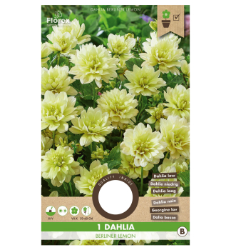 Zwiebeln - Dahlia �DECORATIVE BERLINER LEMON�, Packungsinhalt 1 St.