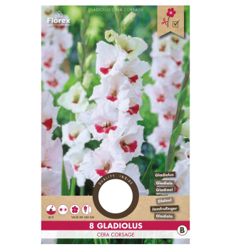 Zwiebeln - Gladiolus (Gladiolus) �CERA CORSAGE�, Packungsinhalt 8 St.