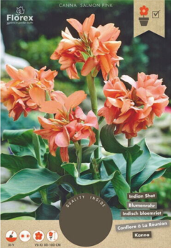 Zwiebeln - Indisches Blumenrohr 'SALMON PINK'', Packungsinhalt 1 St