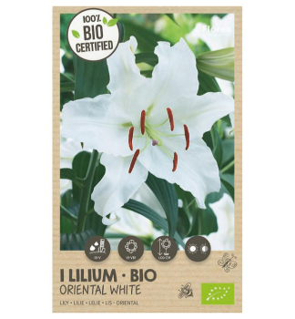 Zwiebeln - BIO Lilie �ORIENTAL WHITE� Packungsinhalt 1 St