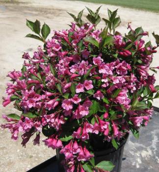 Weigelie MINUET 15-20 cm, Cont. 2,5 l