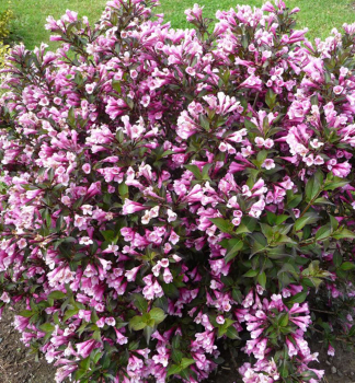 Weigelie NANA PURPUREA 20-30 cm, Cont. 1,4 l