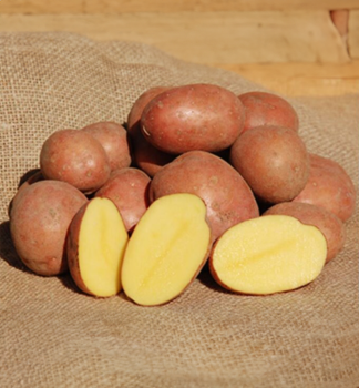 Saatkartoffeln 'BIRGIT' 1kg