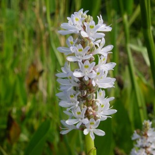 Obrzok (3)