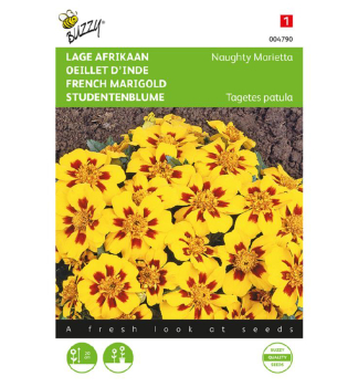 Samen - STUDENTENBLUME �MARIETTA�