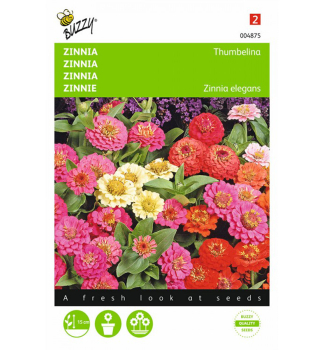 Samen - ZINNIE 'THUMBELINA�