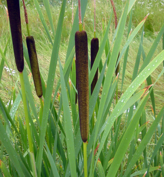 Breitbl�ttrige Rohrkolben, Cont. 0,5 l