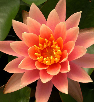 Seerose 'COLORADO' Cont. 1 l