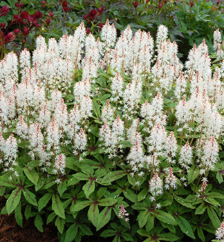 Schaumblte SPRING SYMPHONY Cont. 0,5 l