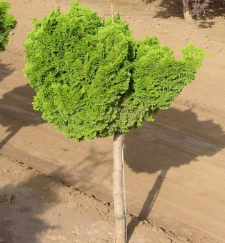 Hinoki-Scheinzypresse 'NANA GRACILIS' auf Stamm 50 cm, Cont. 7,5 l