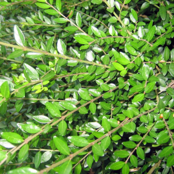 Obr�zok (2)