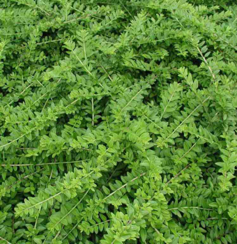Obr�zok (3)