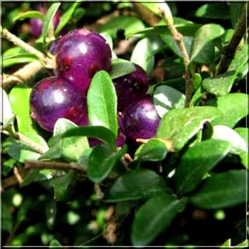Obr�zok (4)