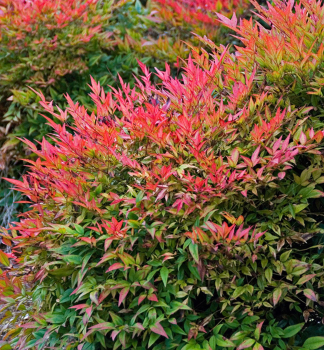 Himmelsbambus �GULF STREAM� 20-30 cm, Cont. 2,5 l