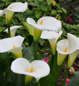 Zantedeschia (Calla), Cont. 1 l