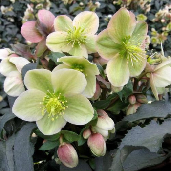 Obrzok (7)