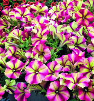 Petunie �CRAZYTUNIA� RAZZMATAZZ�, Cont. 0,5 l