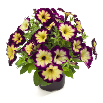 Petunie �CRAZYTUNIA� MOONSTRUCK�, Cont. 0,5 l