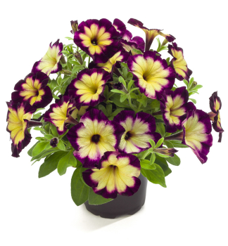 Petunie �CRAZYTUNIA� MOONSTRUCK�, Cont. 0,5 l