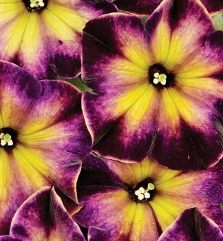 Petunie �CRAZYTUNIA� MOONSTRUCK�, Cont. 0,5 l