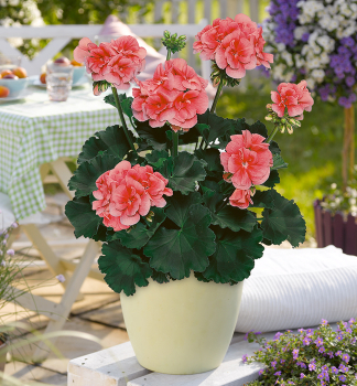 Stehend Geranie 'LORENA', Cont. 0,5 l