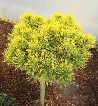 Bergkiefer CARSTENS WINTERGOLD auf Stamm 60 cm, Cont. 10 l