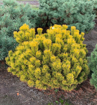 Bergkiefer CARSTENS WINTERGOLD 10-15 cm, Cont. 2,5 l