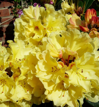 Rhododendron SAFFRANO 30-40 cm, Cont. 3 l