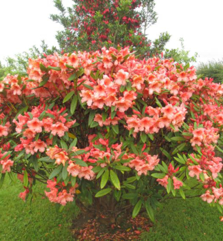 Rhododendron TORTOISESHELL ORANGE 40-50 cm, Cont. 1,3 l