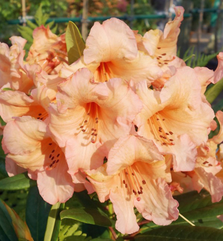 Rhododendron TORTOISESHELL ORANGE 50-60 cm, Cont. 10 l