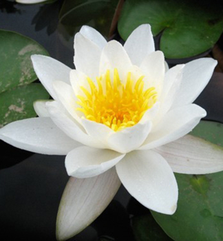 Weie Seerose ALBA Cont. 1 l