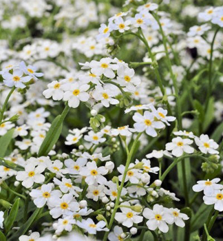 Sumpf-Vergissmeinnicht �ALBA� Cont. 0,5 l