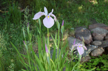 Obrzok (5)