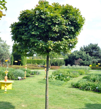 Sumpf-Eiche GREEN DWARF auf Stamm 180 cm, Cont. 12 l