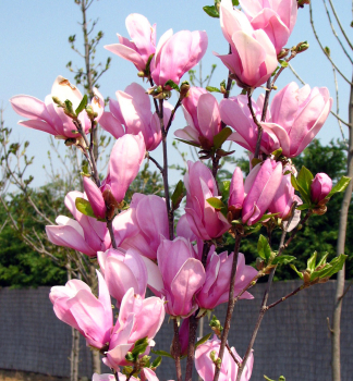 Magnolie GEORGE HENRY KERN 60-70 cm, Cont. 2,5 l