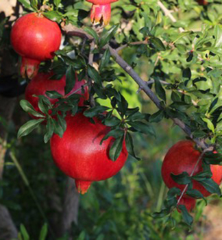 Granatapfel �HERMIONE� 100-120 cm, Wurzelballen