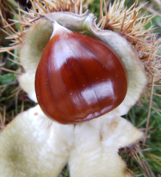 Obrzok (1)