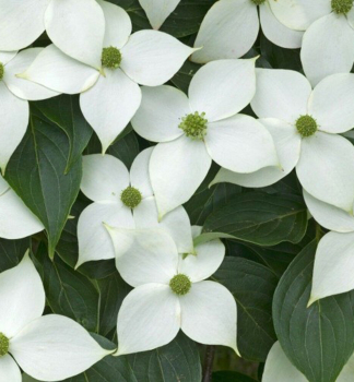 Asiatischer Blten-Hartriegel 'MILKY WAY' 110-120 cm, Cont. 7 l
