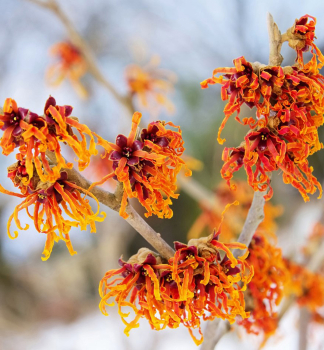 Zaubernuss �JELENA� 50-60 cm, Cont. 5 l