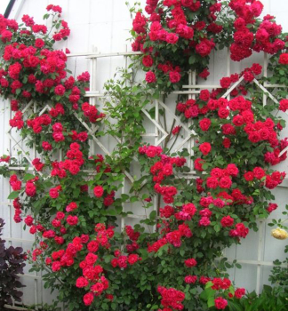 Kletterrose SANTANA * Tantau, Cont. 2 l